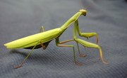 How to Make a Model of a Praying Mantis
