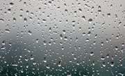 Acid Rain Effects on Plants & Animals