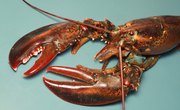 What Are the Main Predators of Lobsters?