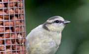 How to Attract Birds to Feeders
