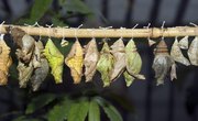 Types of Cocoons