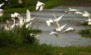 Native Birds That Live in Florida