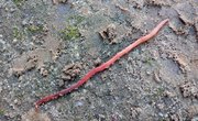 Cephalization of Earthworms