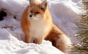 List of Mammals Native to MA