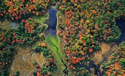 Ecosystem of Wetlands