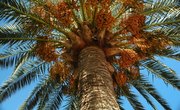 How to Make a Classroom Palm Tree