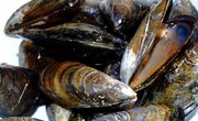 Types of Mussels