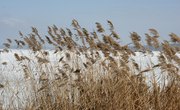 How Does Pollution Affect Photosynthesis?