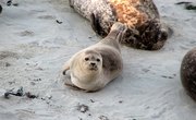 Physical Characteristics of Seals