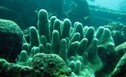 How to Make a Coral Reef Science Project