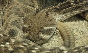 How to Perform Taxidermy on a Rattle Snake