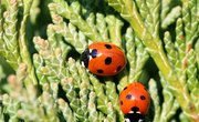 What Types of Ladybugs Are There?