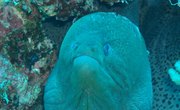 What Type of Ocean Zone Do Eels Live In?