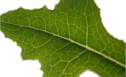 Importance of Pigments in Photosynthesis