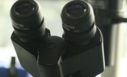 The Comparison of a Light Microscope to an Electron Microscope