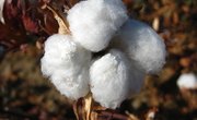 How Has the Cotton Plant Adapted to Survive?