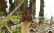 How to Hunt for Morel Mushrooms in Illinois