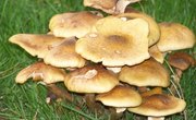 Common Types of Fungi Found in Soil