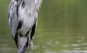 Lifespan of the Great Blue Heron