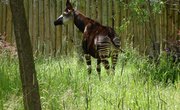 Life Cycle of the Okapi