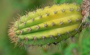 Characteristics of Plants That Can Survive Desert Climate