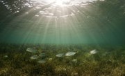 Plants That Live in the Ocean Habitat