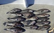The Best Bait for Sea Bass