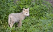 Facts About Baby Wolves