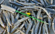 The Best Baits for Smelt Fishing