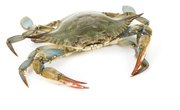 How to Raise Blue Crabs