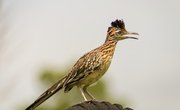 Is There a Difference Between a Male and a Female Roadrunner?
