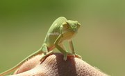 What Are the Adaptations for Reptiles to Live on Land?