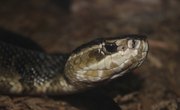 How to Identify a Cottonmouth Snake