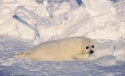 Seals vs. Walruses