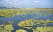 Environmental Problems Associated With Coastal & Inland Wetlands