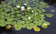 Water Lily Adaptations