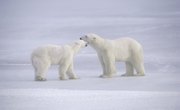 Arctic Tundra Endangered Animals