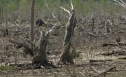 The Disadvantages of Deforestation