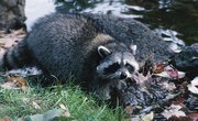 What Enemies Do Raccoons Have?