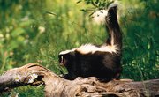When Is Skunk Mating Season?