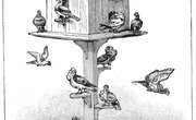 How to Build a Pigeon Trap Door