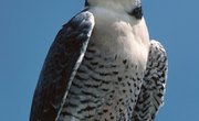 The Characteristics of Falcons