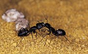 Can Ants Live Without Their Queen?