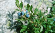 How to Identify Edible Berries