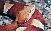 Types of Snakes in Mobile, AL