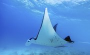 Which Animals Eat Manta Rays?