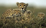 Biotic Factors for a Cheetah