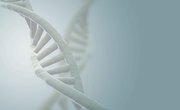 What Causes the Double Helix to Twist in a DNA Picture?