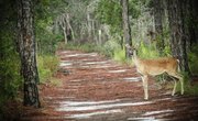 Animals Native to the State of North Carolina