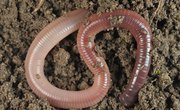 How Do Earthworms Reproduce?